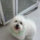 오구오구 펫살롱 이미지