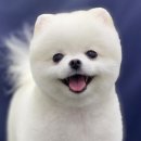 365동판교동물병원 이미지