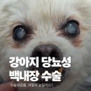 메이플동물병원 | 강아지 당뇨성 백내장, 수술 성공률을 높이는 비결은?