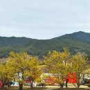 매화꽃필무렵 민박 | 전남 3월 꽃축제 구례 산수유꽃축제 광양 매화마을 매화축제