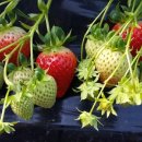 보영농장 이미지