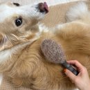 털보신집 이미지