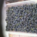 김정수농장 이미지