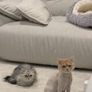 안녕,고양이 | 부천고양이미용 노르웨이숲 40분 컷 안녕고양이 무마취미용 후기