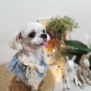 다이아몬독 이미지