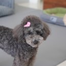 왈왈애견 이미지