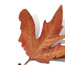 경기도 수원시 팔달구 수원천로392번길 이미지