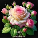 에델바이스 이미지