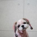 블링펫샬롱