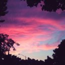 햏들 먼지벌레라고 아시오? 쇟 물린거 보시오 혐 주의 이미지