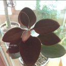 나를 지켜주는 친구 초록이 이미지