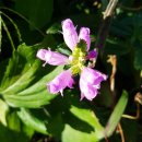 변증의 새 이미지