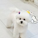 천안애견미용학원