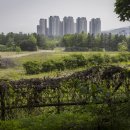 구로-구로-구로-2031 이미지