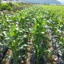 백옥농장 이미지