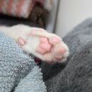 (주)맥스에너지 승본 | 비영리 사단법인 포캣멍센터 두 번째 봉사 후기 💛