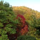 단풍농장 이미지