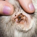 조앤박동물병원 이미지