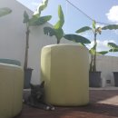 악동강아지 이미지