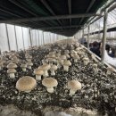 초촌농장 이미지