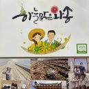 하늘맑은와송 이미지