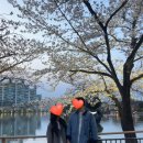 김호중 소리길 | 김천 연화지 벚꽃 축제 주차장 화장실 꿀팁 야경 포토존 김호중 소리길 후기