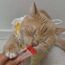 농업회사법인(주)한라씨에프엔 | 제주도 여행 필수 선물! 고양이 간식 강아지 간식은 프롬한라