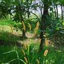 강아지풀 이미지