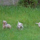 퍼피 켄넬 이미지