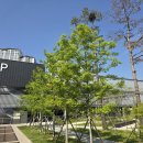 전주이씨 상원군 이세령가문 충신열녀정려편액 | 파주여행 쉼, 힐링, 휴식 운정호수공원 나들이
