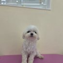 몽실몽실애견미용 이미지