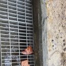 영순초등학교 이미지