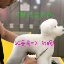 J애견미용 이미지