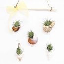 공기정화 스칸디아모스 만들기 이미지