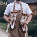 마메르시 이미지