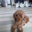 이쁘개# 이미지