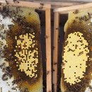 진도1호 이미지