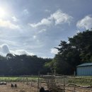 비타민 흑염소농장 이미지