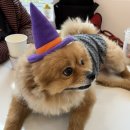 노라도라 | 포천 고모리 근처 애견카페 운동장 노라도라 내돈내산 후기