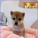 멍벤져스 이미지