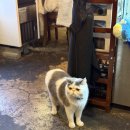 홍담 | 홍대 연남 고양이술집 홍담 내돈내산 후기