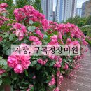여기어때 | 기장 구목정공원 장미원 안젤라장미가 예뻤던 부산장미명소