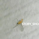 스토리샵 이미지