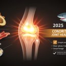 2025 콘드로이친 완벽 정리: 효능, 음식, 부작용, 영양제 추천
