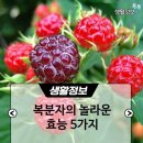 🦑복분자의놀라운효능5가지~~♡ 이미지