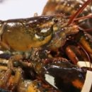 싱싱무한리필 이미지