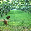 덕천농장 이미지