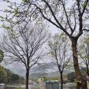 [100대 명산] 010. 용문산(龍門山) 등반 후기