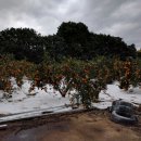 큰소낭 작은돌집 이미지