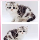 고양이 분양 제나캣 울산점 이미지